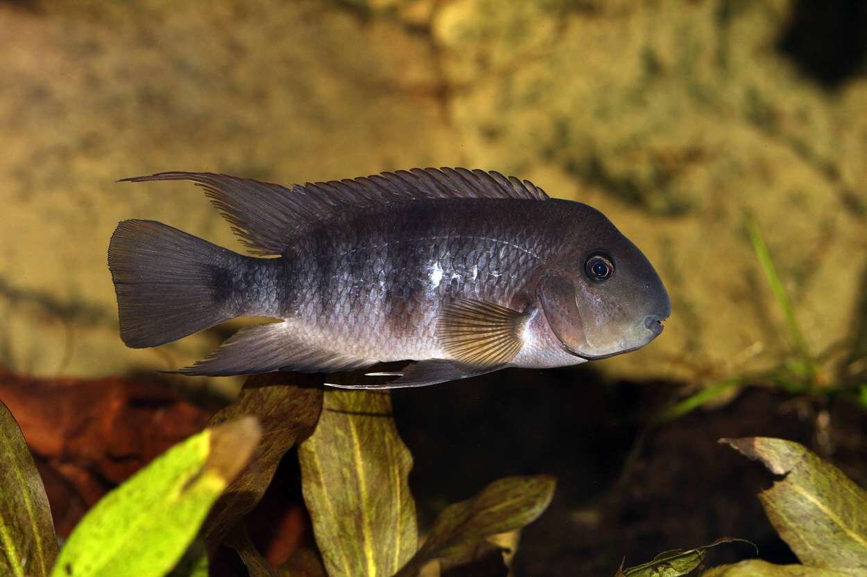 Hypsophrys nematopus , hanne