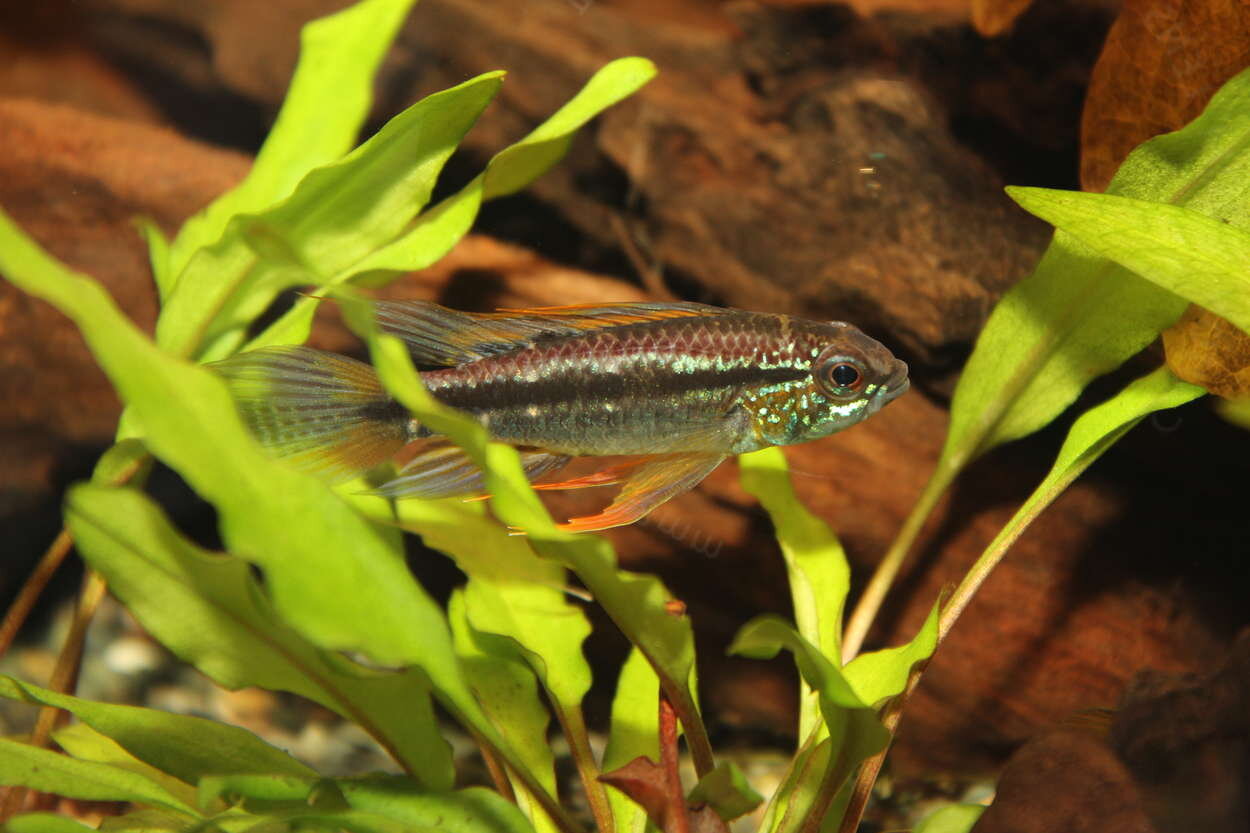 Apistogramma bitaeniata-hanne