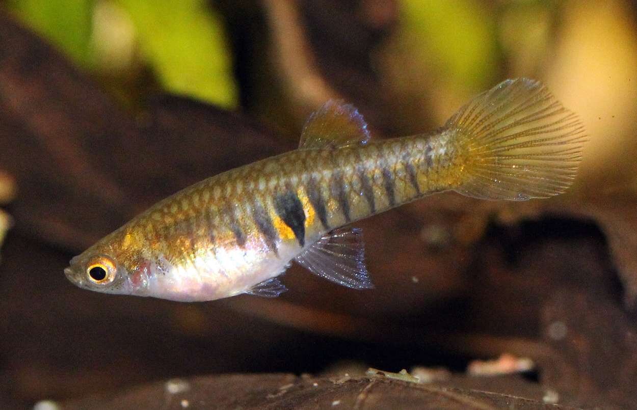 Neoheterandia Elegans