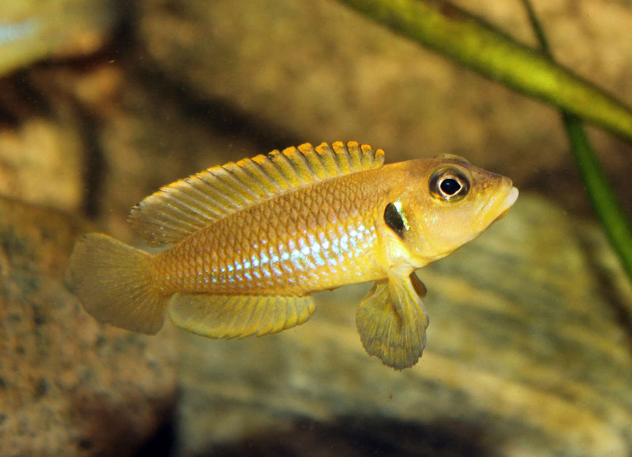 Lamprologus ocellatus 