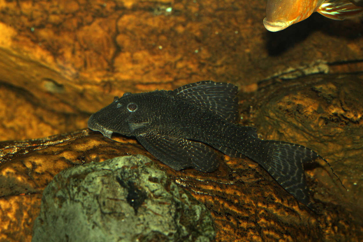 PlantedAquarium_2013-40