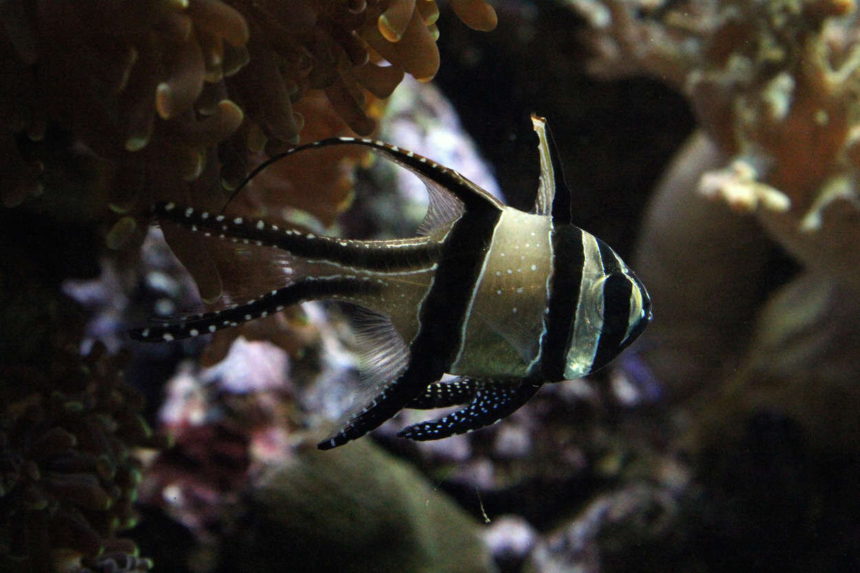 PlantedAquarium_2013-43