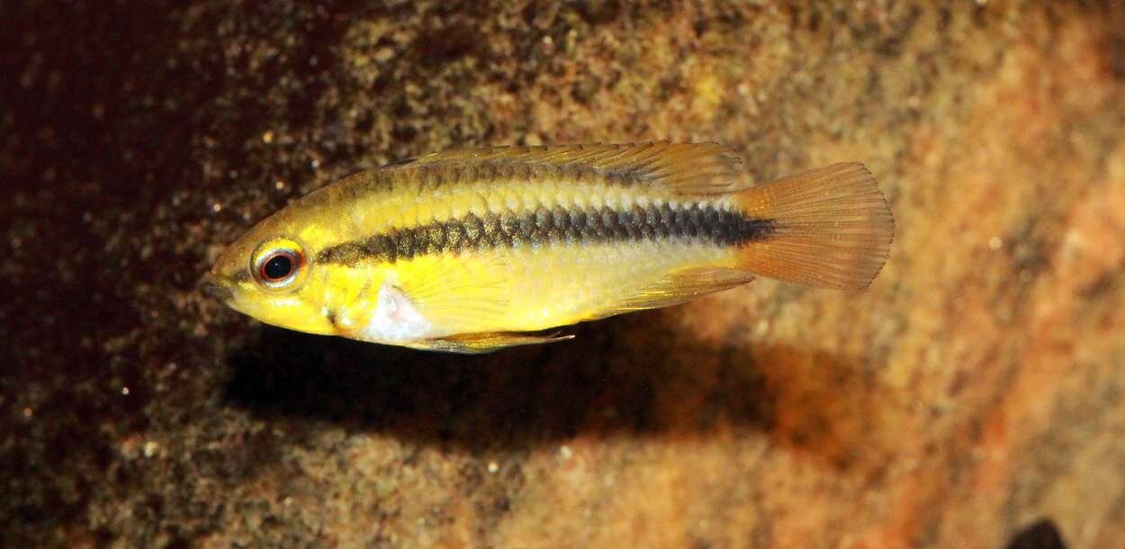 apistogramma erythrura - hona