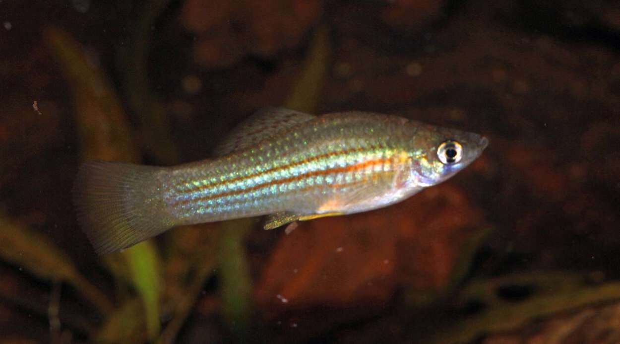 xiphophorus mayae