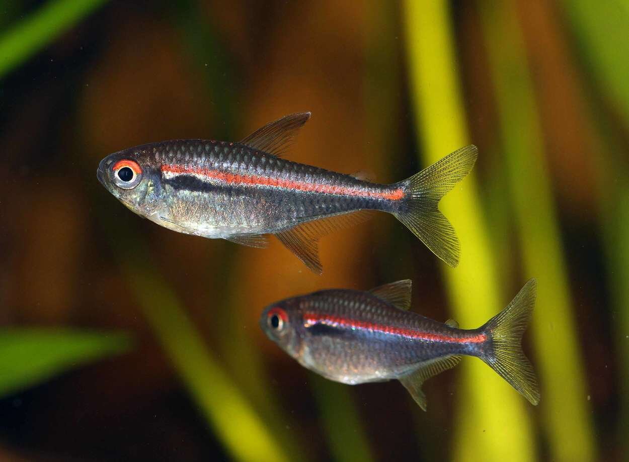 Hyphessobrycon amapaensis