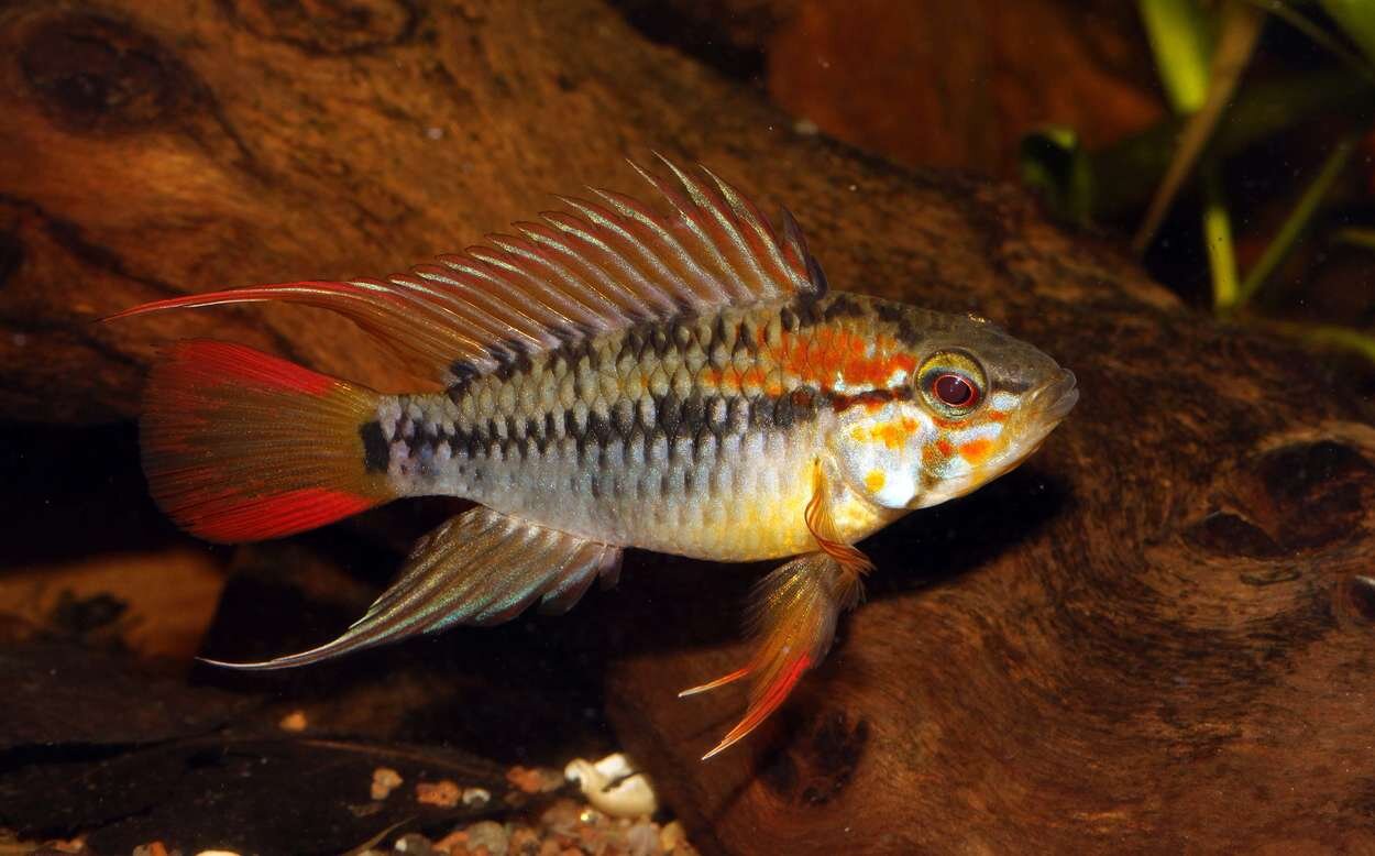 Apistogramma Macmasteri