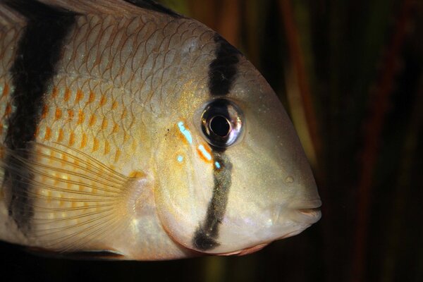 Guianacara sp. jatapu