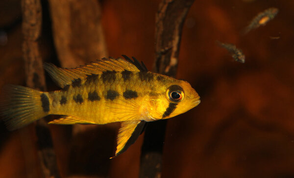 Apistogramma paulmuelleri