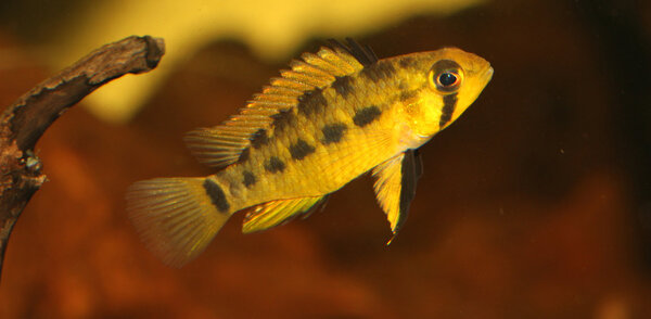 Apistogramma paulmuelleri