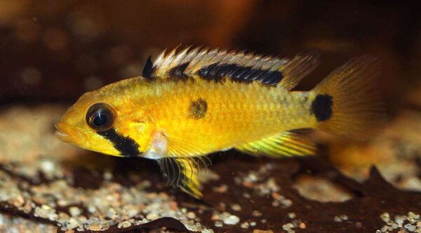 Apistogramma Atahualpa - hona