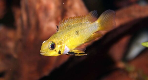 Apistogramma Rio Mamore - hona