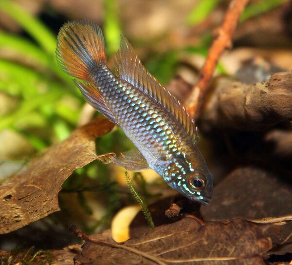 Apistogramma Agassizii "double red" - hanne