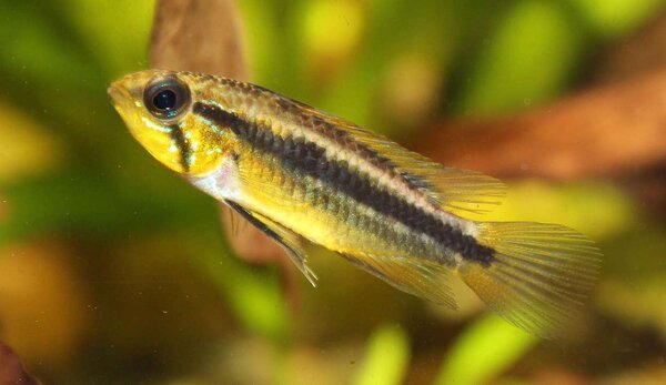 Apistogramma Bitaeniata "kleei" - hona