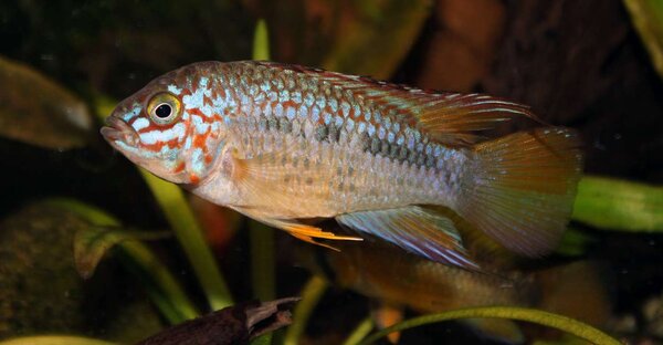 Apistogramma_sp_Algodon