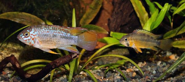 Apistogramma_sp_Algodon_hona_och_hane