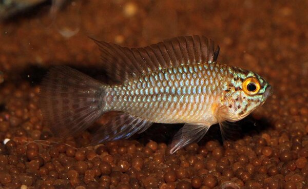 Apistogramma_sp_Steel_Blue