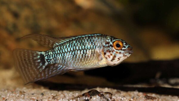 Apistogramma sp. Steel Blue (hanne)