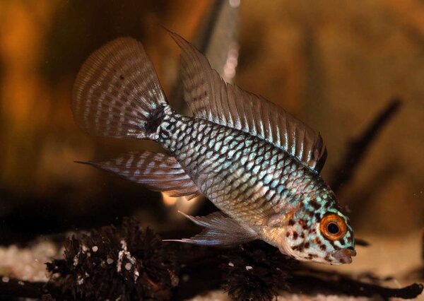 Apistogramma sp. Steel Blue (hanne)