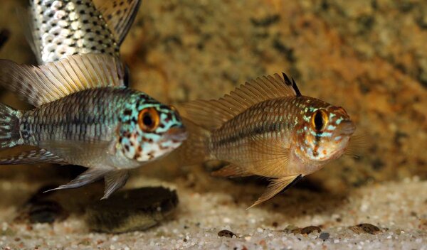 Apistogramma sp. Steel Blue (par)