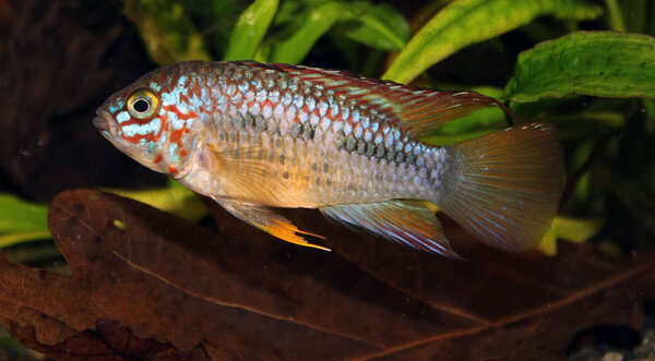 Apistogramma sp. Algodon II - hanne