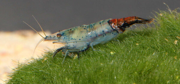 Carbon Rilli Shrimp - Neocaridina heteropoda