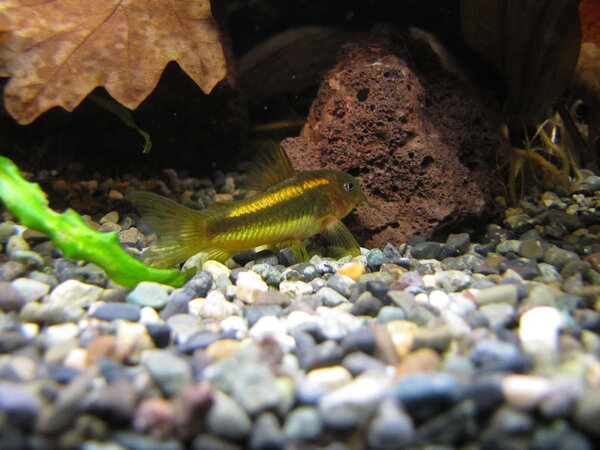 Corydoras sp. 'orangestripe'