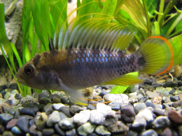 Apistogramma Baenshi, hanne