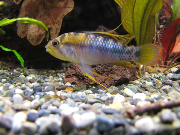 Apistogramma Baenshi, hanne