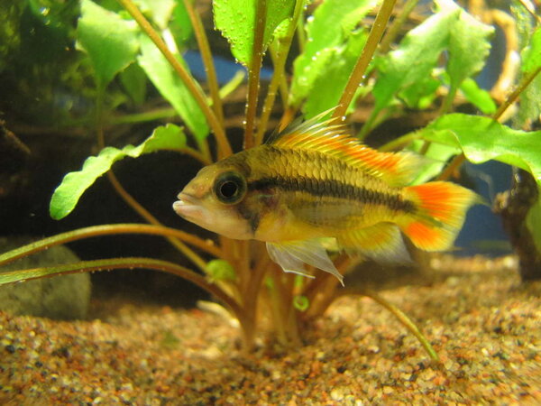 apistogramma cacatuoides