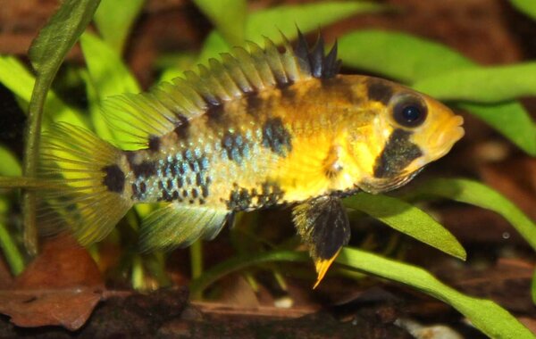 Apistogramma Baenschi - Hona