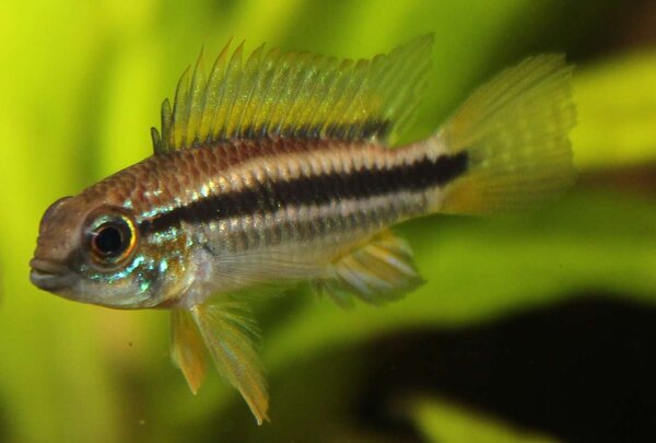 Apistogramma bitaeniata-hanne