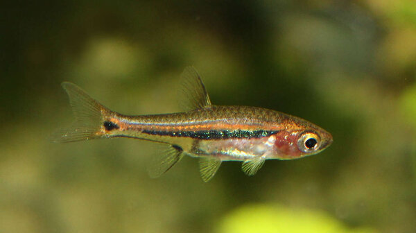 Boraras urophthalmoides - Rasbora Least