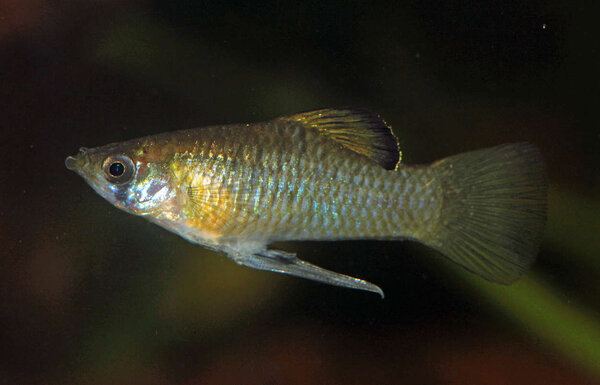 Phallichthys amates -hanne