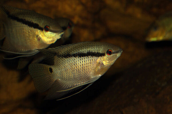 PlantedAquarium_2013-37