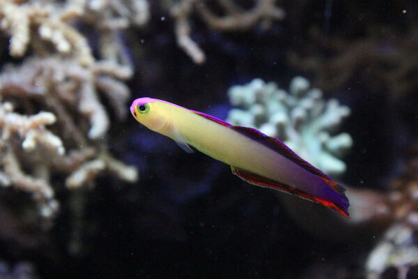 PlantedAquarium_2013-46