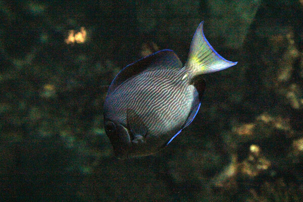 PlantedAquarium_2013-49