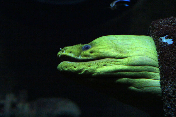 PlantedAquarium_2013-50