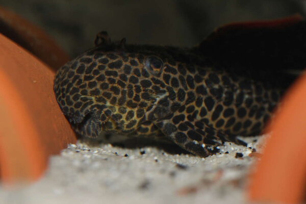 PlantedAquarium_2013-70