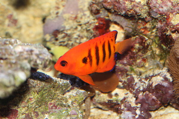 PlantedAquarium_2013-75