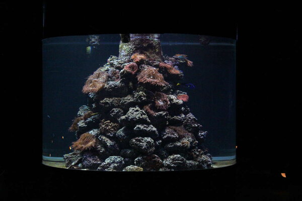 PlantedAquarium_2013-HagenbecksZoo-_2