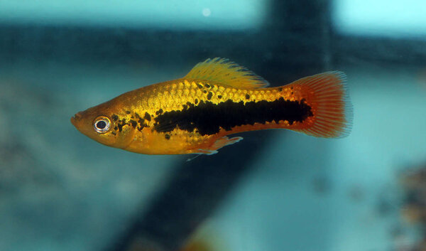 Platy4