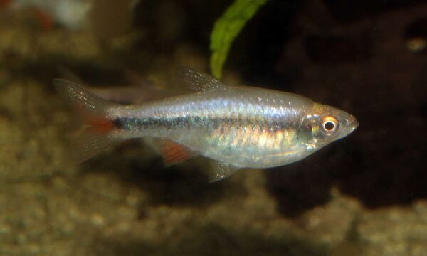 Rasbora_Lacrimola