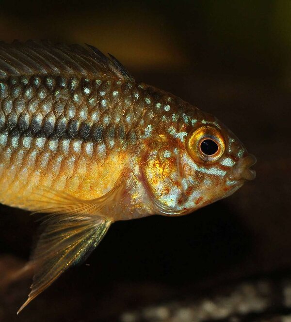 Apistogramma sp. Steel Blue (hona)