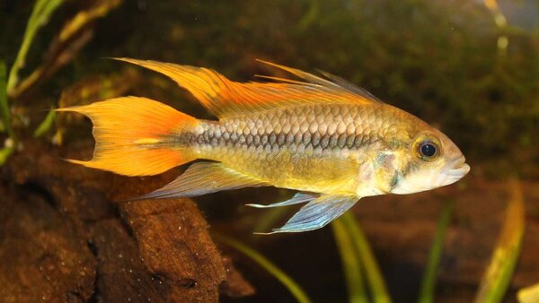 Apistogramma cacatuoides -hanne