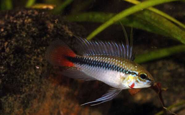 apistogramma erythrura - hanne