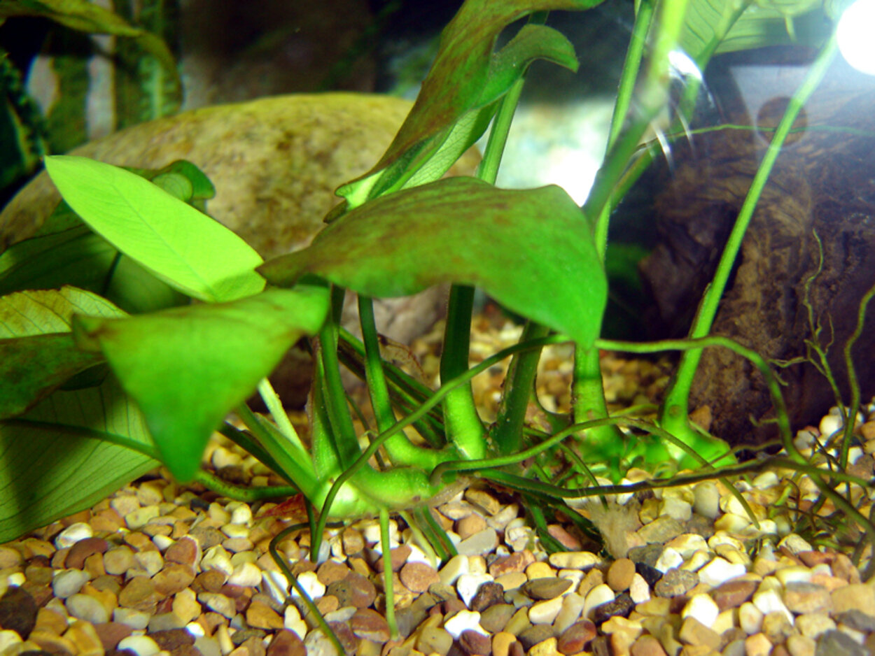 Anubias