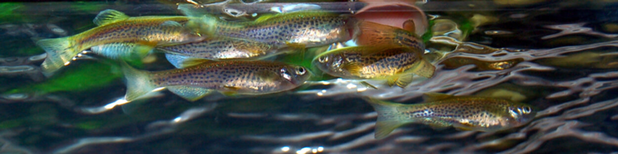 Leopard danio