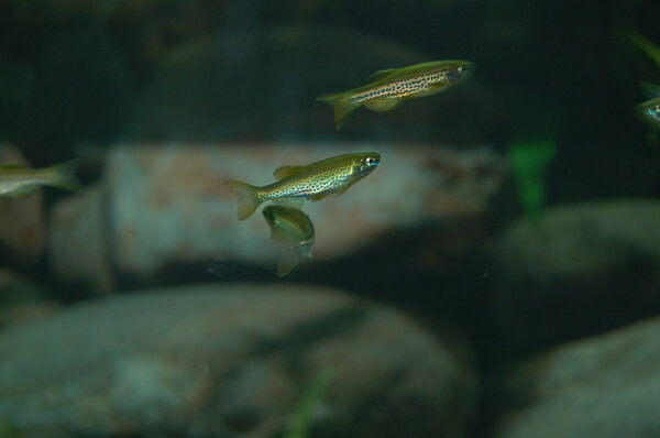 Leopard danio