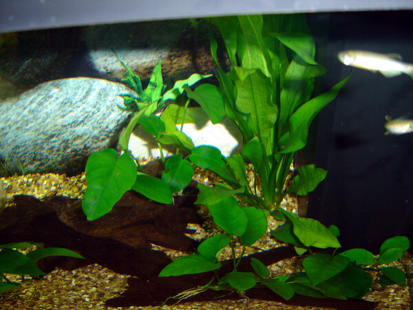 Anubias