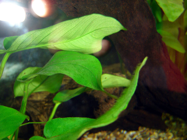 Anubias